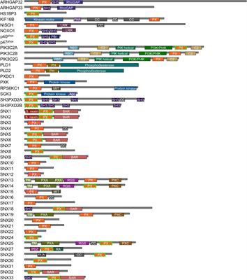 Phosphoinositide Recognition Sites Are Blocked by Metabolite Attachment